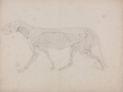 A Comparative Anatomical Exposition of the Structure of the Human Body with that of a Tiger and a Cow by George Stubbs